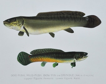 Dog-Fish / Mud Fish / Bow-Fin or Grindle - Original Antique Fish Print - Amia Calva -  1902 Sherman Foote Denton Forest Fish and Game