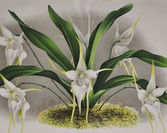 Aeranthes Grandiflora - Original Large Antique Orchid Print 1880s - orchidaceae botanical plant flower linden lindenia orchidee white yellow