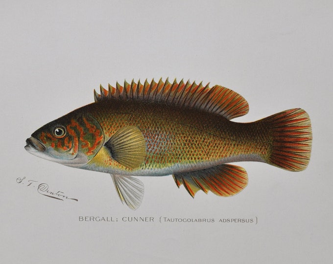 Bergall / Cunner - Original Antique Fish Print - Tautogolabrus Adspersus - 1902 Sherman Foote Denton (fly fishing poster plate new york rod)