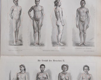 La forma de los humanos I y II (hombres y mujeres) - Grabado antiguo original - 1906 (dibujo zulú japonés papúa nueva guinea aborigen masculino femenino)