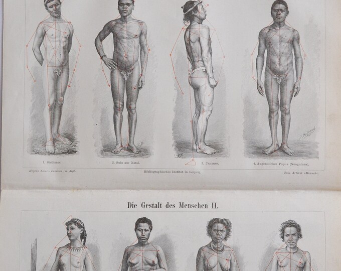 The Shape of Humans I and II (Men and Women) - Original Antique Print - 1906 (drawing zulu japanese papua new guinea aboriginal male female)