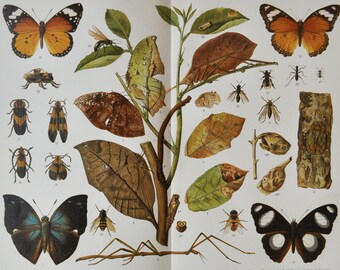 Butterflies & Insects - Original Antique Insect Print - 1906 (Coleoptera, Endopterygota, Elytron, Curculionidae tropical Mimicry biology)