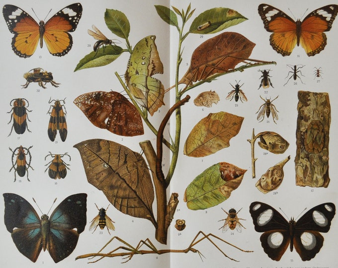 Butterflies & Insects - Original Antique Insect Print - 1906 (Coleoptera, Endopterygota, Elytron, Curculionidae tropical Mimicry biology)