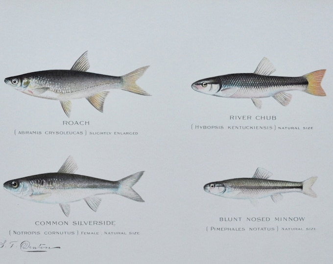 Roach / River Chub / Common Silverside / Blunt Nosed Minnow - Original Antique Fish Print - 1902 Sherman Foote Denton NY
