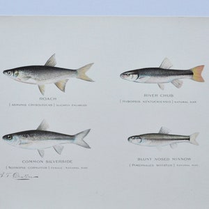 May include: A vintage illustration of four different types of fish: Roach, River Chub, Common Silverside, and Blunt Nosed Minnow. Each fish is depicted in a realistic style with detailed markings and colours. The illustration is labelled with the common name and scientific name of each fish.