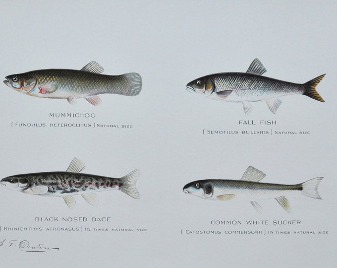 Mummichog / Fall Fish / Black Nosed Dace / Common White Sucker - Original Antique Fish Print - 1902 Sherman Foote Denton NY