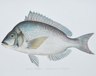 Scup / Porgy - Original Antique Fish Print - Stenotomus Chrysops - 1902 Sherman Foote Denton,fly,fishing,poster,plate,new york,NY