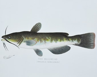 The Bullhead - Original Antique Fish Print - Amiurus Nebulosus - 1902 Sherman Foote Denton (game, fly fishing, new york, lure, tackle, hook)