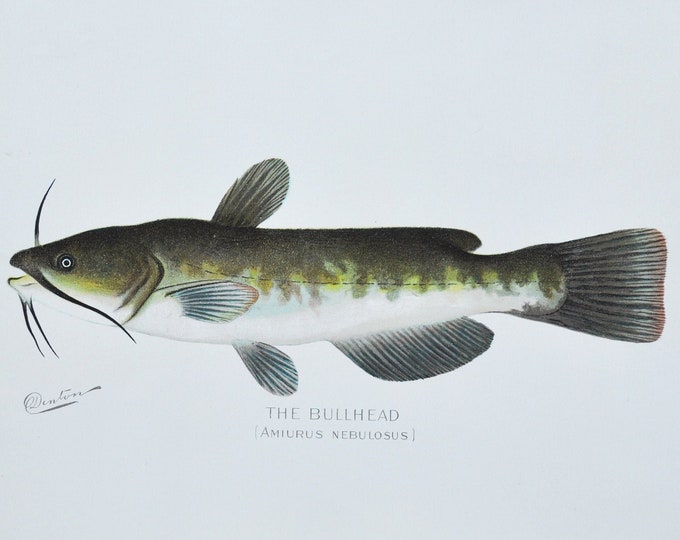 The Bullhead - Original Antique Fish Print - Amiurus Nebulosus - 1902 Sherman Foote Denton (game, fly fishing, new york, lure, tackle, hook)
