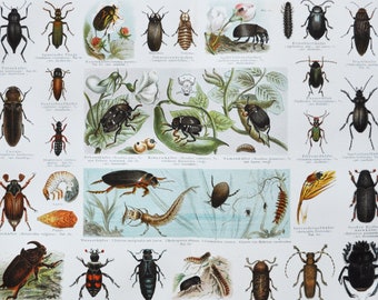 Beetles - Original Antique Insect Print - 1894 (entomology, cucujo, darkling, tenebrioninae, melolontha nicrophorus vespillo ateuches sacer)