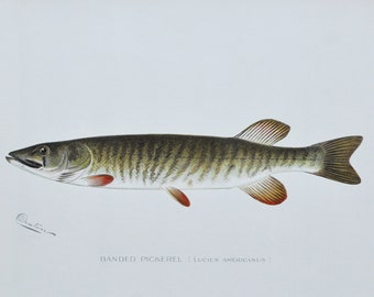 Banded Pickerel - Original Antique Fish Print - Lucius Americanus - 1902 Sherman Foote Denton,fly,fishing,poster,plate,new york,NY