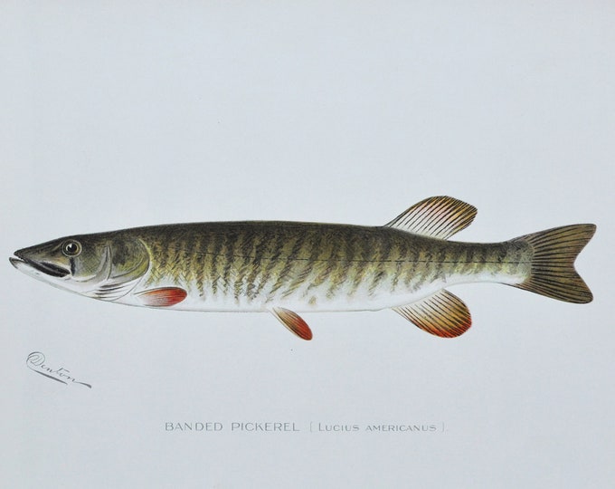 Banded Pickerel - Original Antique Fish Print - Lucius Americanus - 1902 Sherman Foote Denton,fly,fishing,poster,plate,new york,NY