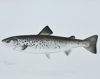 Female Land Locked Salmon or Quananiche - Original Antique Fish Print - Salmo - 1902 Sherman Foote Denton,fly,fishing,poster,plate,new york