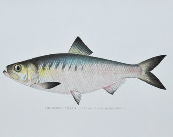 Hickory Shad - Original Antique Fish Print - Pomolobus Mediocris - 1902 Sherman Foote Denton,fly,fishing,poster,plate,new york,NY