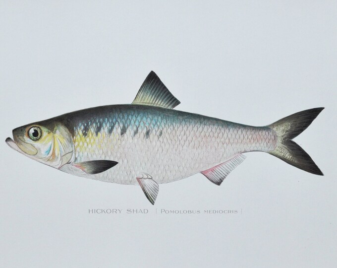 Hickory Shad - Original Antique Fish Print - Pomolobus Mediocris - 1902 Sherman Foote Denton,fly,fishing,poster,plate,new york,NY