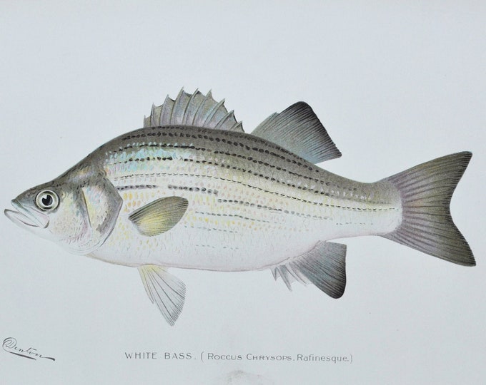 White Bass - Original Antique Fish Print - Roccus Chrysops Rafinesque - 1902 Sherman Foote Denton,fly,fishing,poster,plate,new york,NY