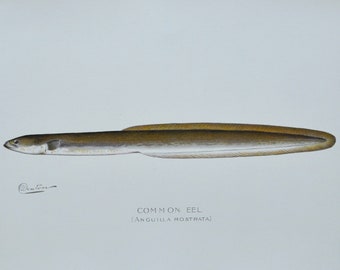 Common Eel - Original Antique Fish Print - Anguilla Rostrata - 1902 Sherman Foote Denton,fly,fishing,poster,plate,new york,NY
