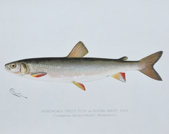 Adirondack Frost Fisch oder Runde weißen Fisch - Original antike Fisch Druck - 1902 Sherman Foote Denton, Fliege, Angeln, Poster, Platte, neue York, NY