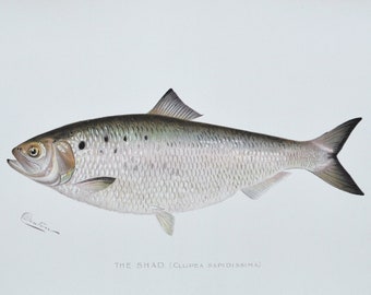 The Shad - Original Antique Fish Print - Clupea Sapidissima - 1902 Sherman Foote Denton,fly,fishing,poster,plate,new york,NY