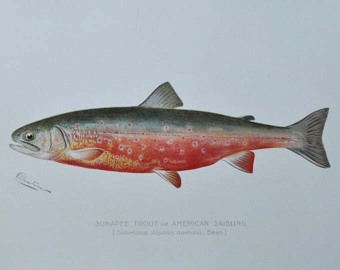Sunapee Trout / American Saibling - Original Antique Fish Print - Salvelinus Alpinus Aureolus - 1902 Sherman Foote Denton Fish and Game NY