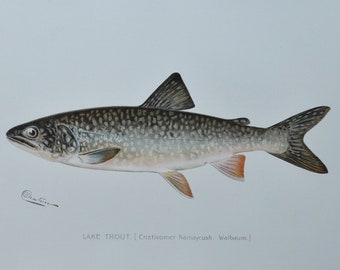 Lake Trout - Original Antique Fish Print - Cristivomer Namaycush Walbaum - 1902 Sherman Foote Denton (fly fishing poster plate new york NY)