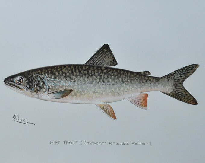 Lake Trout - Original Antique Fish Print - Cristivomer Namaycush Walbaum - 1902 Sherman Foote Denton (fly fishing poster plate new york NY)