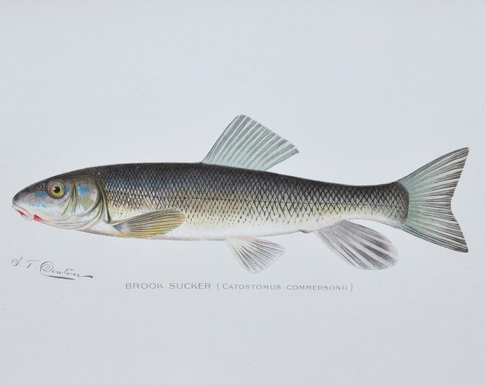 Brook Sucker - Original Antique Fish Print - Catostomus Commersonii - 1902 Sherman Foote Denton,fly,fishing,poster,plate,new york,NY