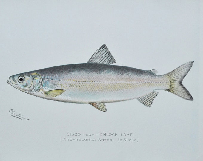 Cisco from Hemlock Lake - Original Antique Fish Print -Argyrosomus Artedi Le Sueur 1902 Sherman Foote Denton Forest Fish and Game Commission