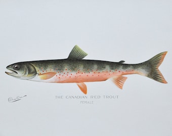 Canadian Red Trout - Female - Original Antique Fish Print - 1902 Sherman Foote Denton,fly,fishing,poster,plate,new york,NY