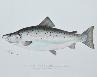 Male Land Locked Salmon or Quananiche - Original Antique Fish Print -  1902 Sherman Foote Denton Forest Fish and Game Commission New York