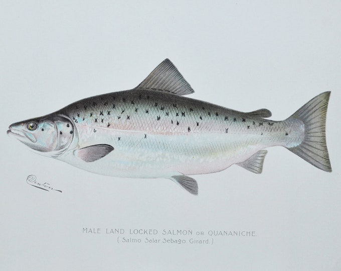 Male Land Locked Salmon or Quananiche - Original Antique Fish Print -  1902 Sherman Foote Denton Forest Fish and Game Commission New York