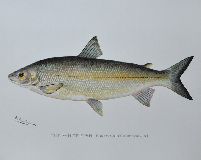 The White Fish - Original Antique Fish Print - Coregonus Clupeiformis - 1902 Sherman Foote Denton (fly fishing new york lure whitefish rod)