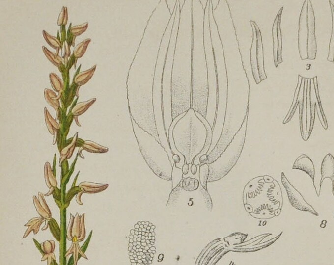 Hooded Neottianthe Orchid - Gymnadenia cucullata or Ponerorchis cucullata - Original Antique Botanical Print 1880s,orchidaceae,Orchidoideae