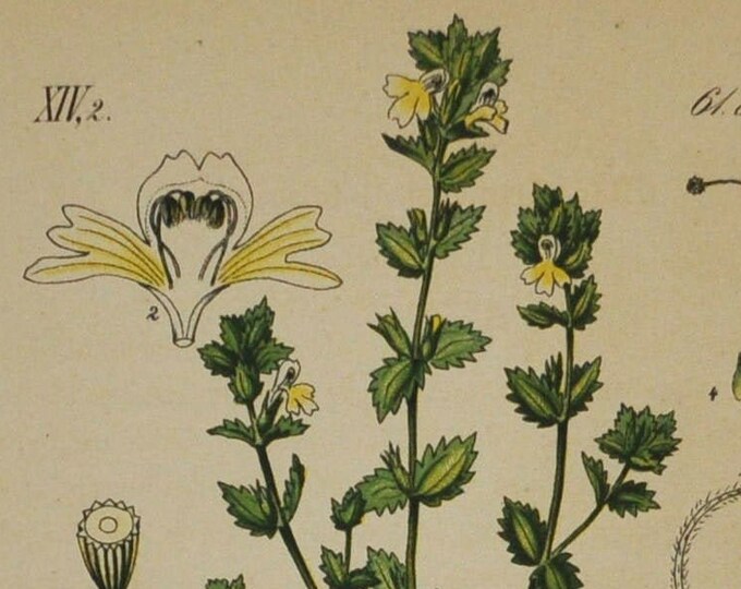 Eyewort - Euphrasia officinalis pratensis - Original Antique Botanical Print 1880s - Orobanchaceae, flower, plant, garden, eye, eyebright