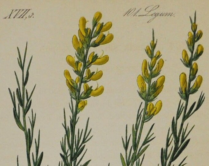 Genista sylvestris - Original Antique Botanical Print - Fabaceae - 1880's - flower / plant / shrub / garden / legume / yellow / tree / broom