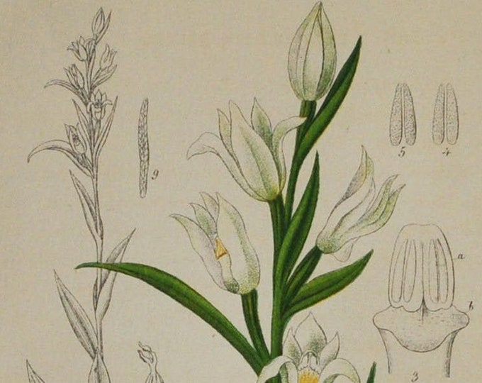 Narrow-Leaved Helleborine Orchid, Sword-Leaved Helleborine - Cephalanthera pallens longifolia - Original Antique Botanical Print 1880s,plant