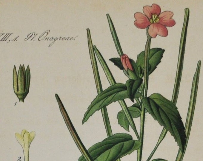 Hoary Willowherb - Original Antique Botanical Print - Epilobium parviflorum (hoary hairy smallflower) - Onagraceae - 1880's - flower / plant