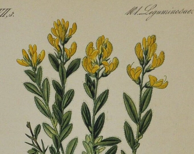 German Greenweed - Original Antique Botanical Print - Genista germanica - Fabaceae - 1880's - flower / plant / shrub / garden yellow / broom