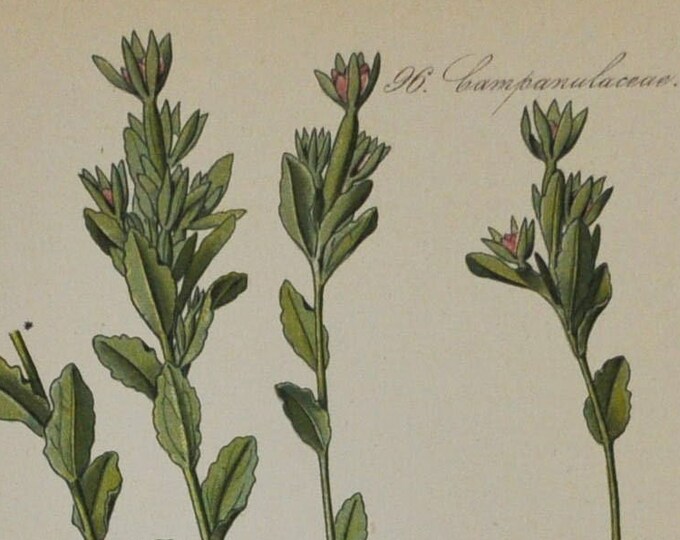 Venus Looking Glass - Original Antique Botanical Print - Specularia hybrida - Campanulaceae family - 1880's - flower / plant / garden