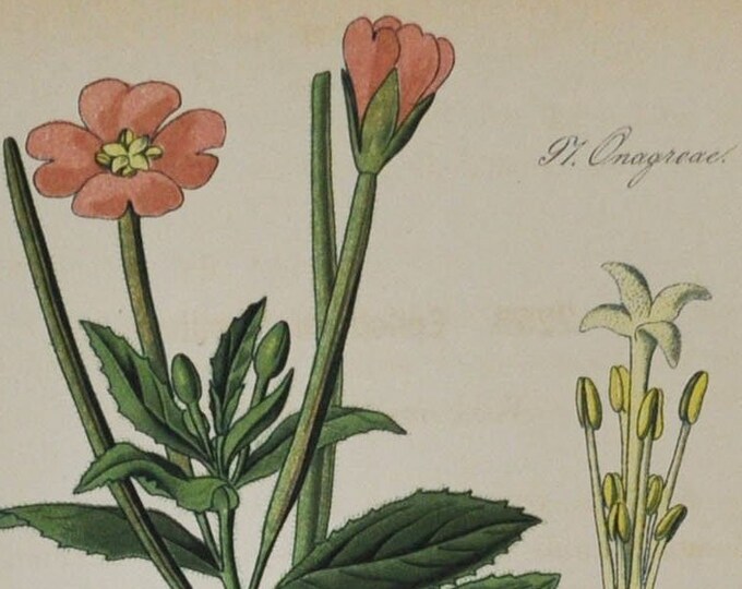 Great Hairy Willow Herb - Original Antique Botanical Print - Epilobium hirsutum (Willowherb) - Onagraceae - 1880's - flower / plant / garden