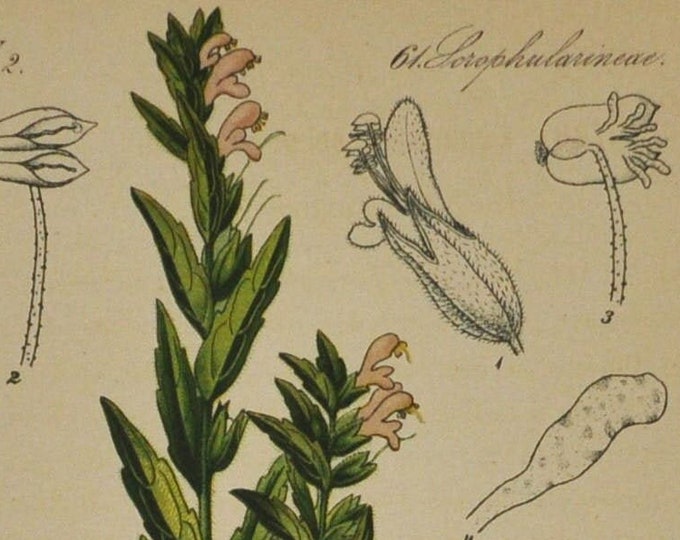 Euphrasia serotina - Original Antique Botanical Print 1880s - Acanthaceae, flower, plant, shrub, garden, treating eye infections, eyebright