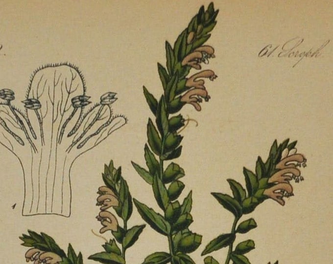 Red Bartsia - Euphrasia odentites - Original Antique Botanical Print 1880s - Acanthaceae, flower, plant, shrub, garden, eye, Eyebright