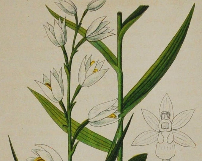 Sword-Leaved Helleborine Orchid,Narrow-Leaved Helleborine - Cephalanthera ensifolia,longifolia - Original Antique Botanical Print 1880s