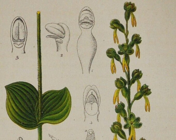 Common Twayblade Orchid or Eggleaf Twayblade - Listera ovata,Neottia ovata - Original Antique Botanical Print 1880s,orchidaceae,plant,flower