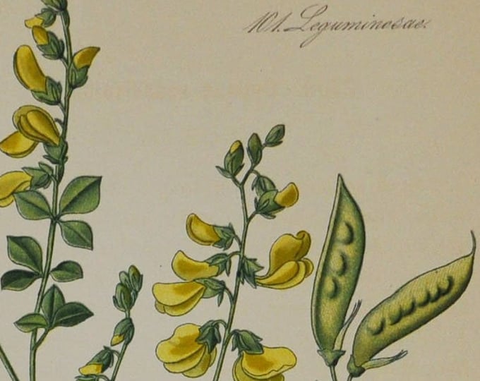 Cytisus sessiliflorus - Original Antique Botanical Print - Fabaceae - 1880's - flower / plant / shrub / garden / legume / yellow / broom