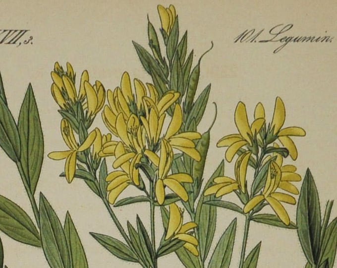 Genista ovata - Original Antique Botanical Print - Fabaceae - 1880's - flower / plant / shrub / garden / legume / yellow / tree / broom