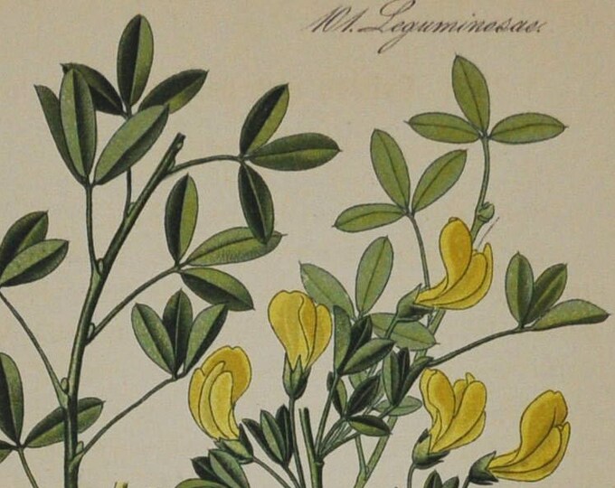 Italian Cytisus - Original Antique Botanical Print - Cytisus glabrescens - Fabaceae - 1880's - flower / plant / shrub / garden / broom