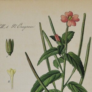 Hoary Willowherb - Original Antique Botanical Print - Epilobium parviflorum (hoary hairy smallflower) - Onagraceae - 1880&#39;s - flower / plant