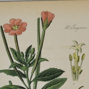 Großes Haariges Weidenkraut - Original Antiker Botanischer Druck - Epilobium hirsutum (Weidenherb) - Onagraceae - 1880er Jahre - Blume / Pflanze / Garten