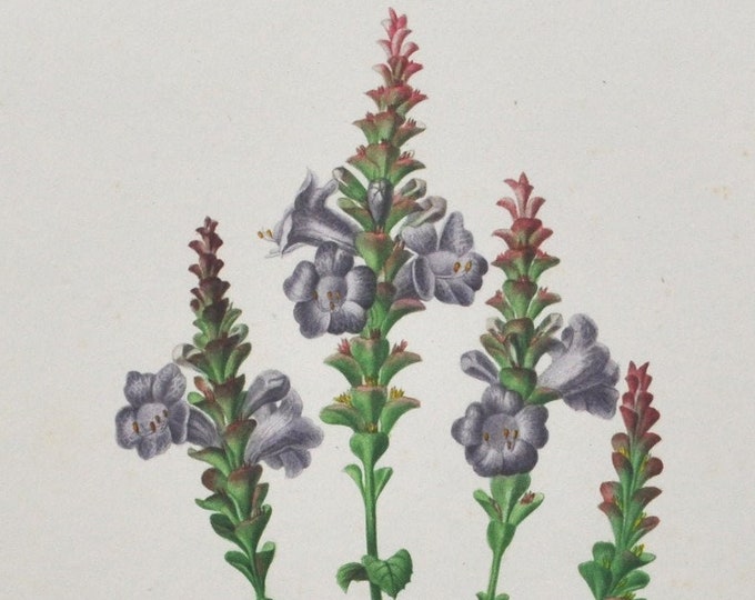 Strobilanthes - Hand-colored Original Antique Botanical Print - Orbigny engraving from 1849 (sabiniana purple flower garden seed plant wild)